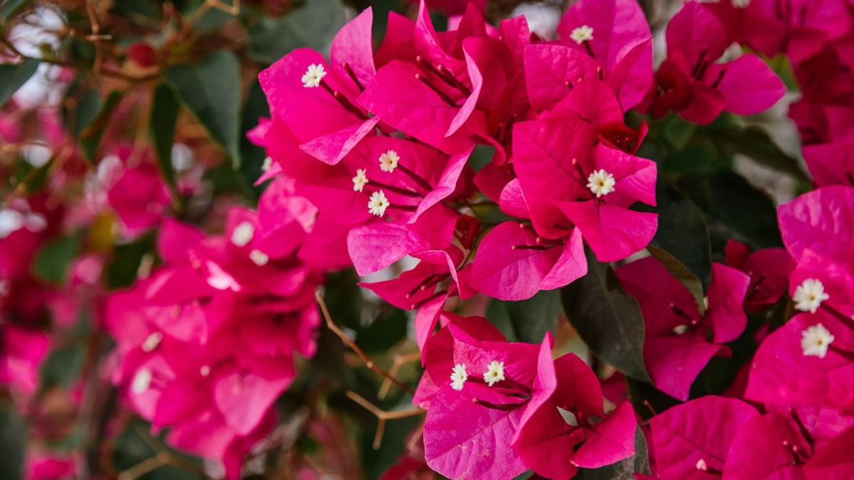 close up flower saint rita, garnet bougainvillea buttiana