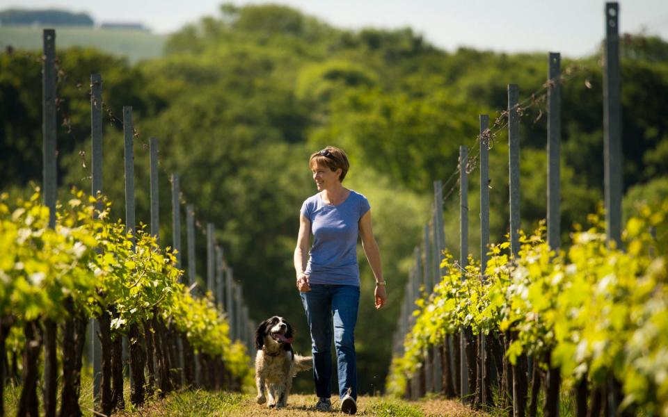 Alison Nightingale (co-owner and manager) tending to the vines of the Albourne Estate, a boutique producer of English wines - Credit: Geoff Pugh 