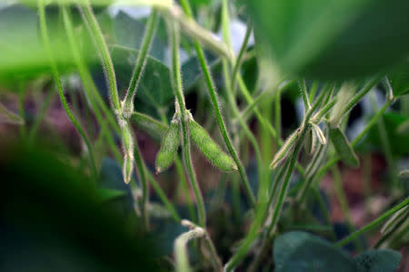 FILE PHOTO: Soybeans grow in a field on BJ Reeg's farm in Bellevue, Iowa, U.S., July 26, 2018. REUTERS/Joshua Lott/File Photo