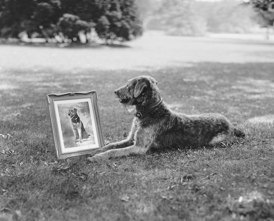 Laddie Boy poses with his portrait.  (Photo: Getty Editorial)