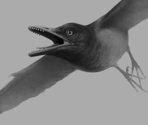 A fossil skeleton of a toothed bird has been unearthed in China. The Cretaceous Era bird had specialized teeth for cracking open hard foods such as insects or snails.