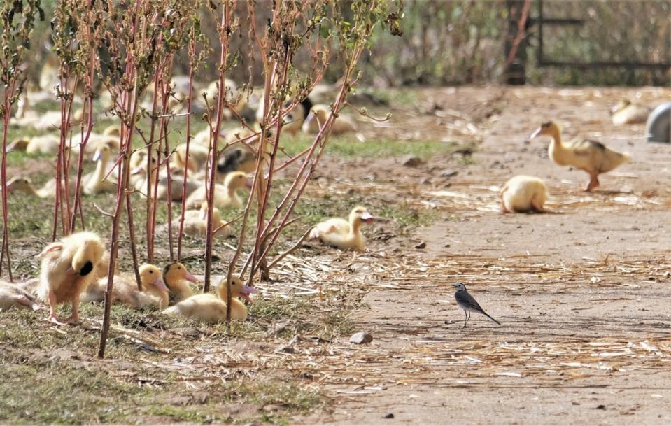 ducks outside