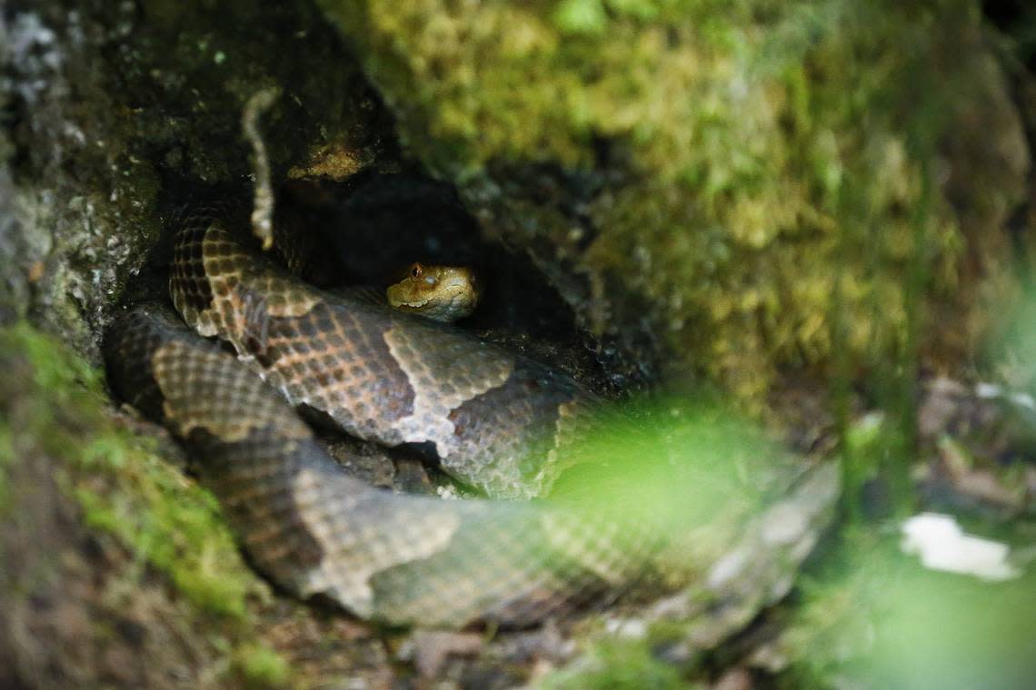 Cooperheads, like the snake seen here, are one of Pennsylvania’s venemous species.