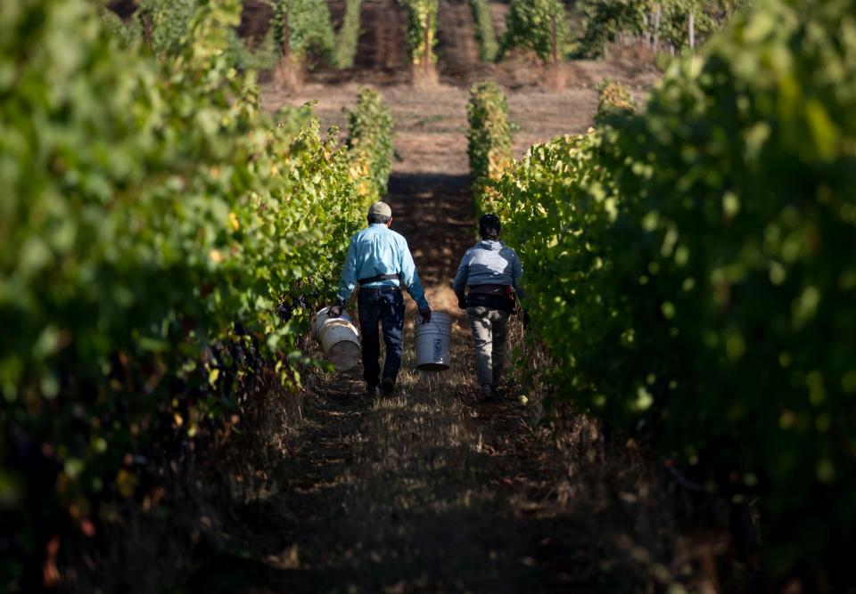 Farmworkers finish harvesting pinot noir grapes for the day at Bethel Heights Vineyard on Oct. 11 in West Salem, Ore. Bethel Heights Vineyard is one of the few vineyards that still employs its own crew full-time.