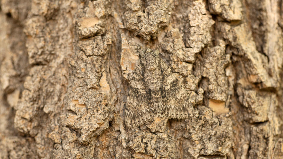 Camouflaged while perched on tree bark, a wild waved sphinx moth stays hidden during the day in Littleton, Colorado.