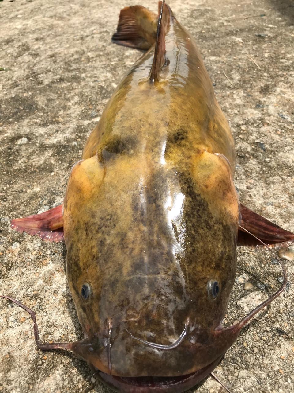 Georgia Department of Natural Resources’ Wildlife Resources Division captured a non-native Flathead catfish in the Ogeechee River.