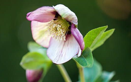 Hellebore 'Harvington Picotee' - Gap Photos 