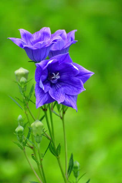 platycodon grandiflorus, commonly called balloon flower, is a clump forming perennial that is so named because its flower buds puff up like balloons before bursting open bell shaped flowers with five pointed lobes the plant is native to japan, korea, china and siberia