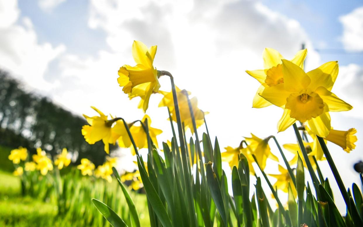 The RHS has told people newly into gardening to plant their bulbs now  - Ben Birchall/PA Wire