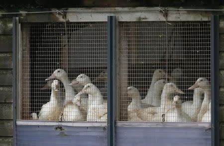 Ducks in cages are seen at a duck farm in Nafferton, northern England November 17, 2014. REUTERS/Phil Noble