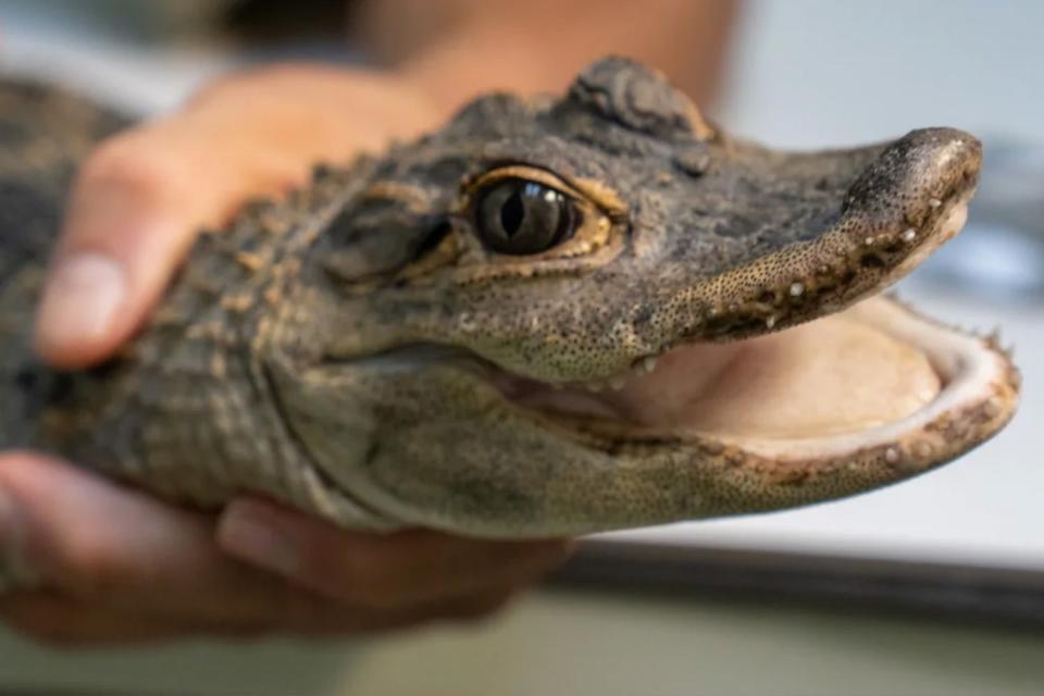 <p>Animal Rescue League of Berks County</p> Fluffy, the alligator that was discovered in Pennsylvania after escaping its outdoor enclosure during a bout of flash flooding.
