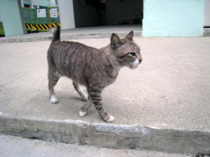 K Shanmugam initiates a humane animal management programme. (Yahoo! photo/Ion Danker)