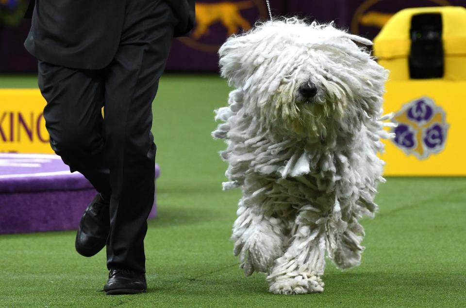 A Komondorok runs with their handler in the Working Group judging before the "Best in Show" at the Westminster Kennel Club 143rd Annual Dog Show in Madison Square Garden in New York Feb. 12, 2019. (Photo: Timothy A. Clary/AFP/Getty Images)