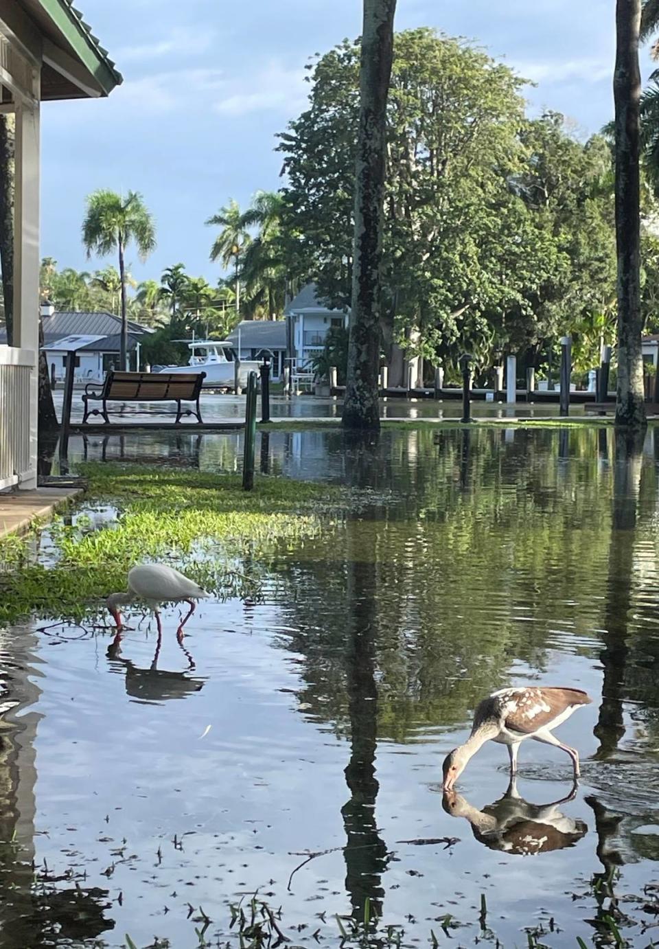 The ibis take advantage of the flooding at Lewis Landing Park in the Tarpon River neighborhood of Fort Lauderdale, Florida, on Thursday, Nov. 16, 2023. There was standing water in the small park as well as scattered road ponding and tree damage Thursday morning. Curtis Morgan/cmorgan@miamiherald.com