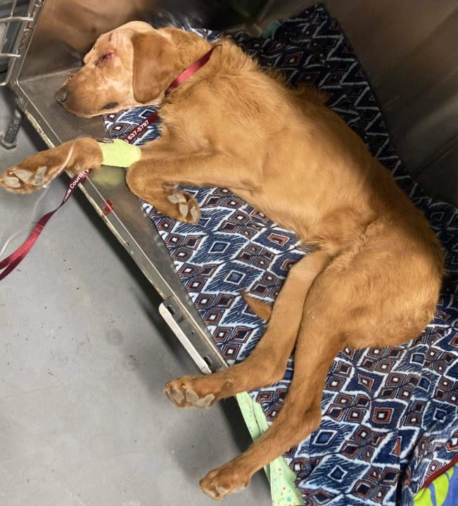 A wounded dog was found in a ditch in Helper, Utah. Doctors later found two bullets in his head. (Courtesy of Tanner Tamllos)