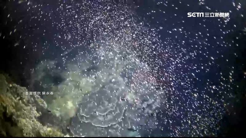 珊瑚產卵場面壯觀，被形容是「海底的流星雨」。（圖／蔡永春提供）