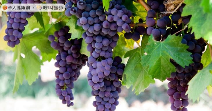 葡萄皮和葡萄籽含有大量的葡萄多酚物質，特別是當中帶有一種叫做「原花青素」的成分，其營養非常高。