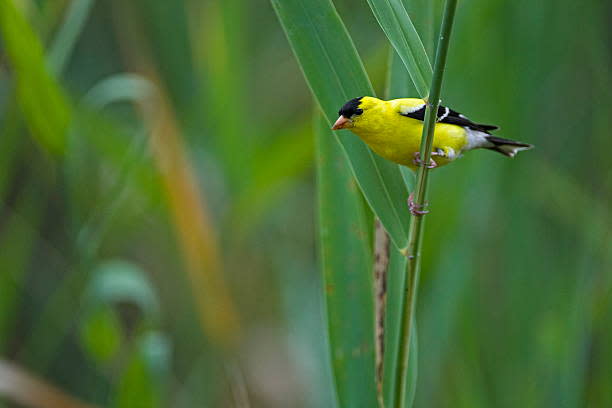 The eastern goldfinch is Iowa's state bird.