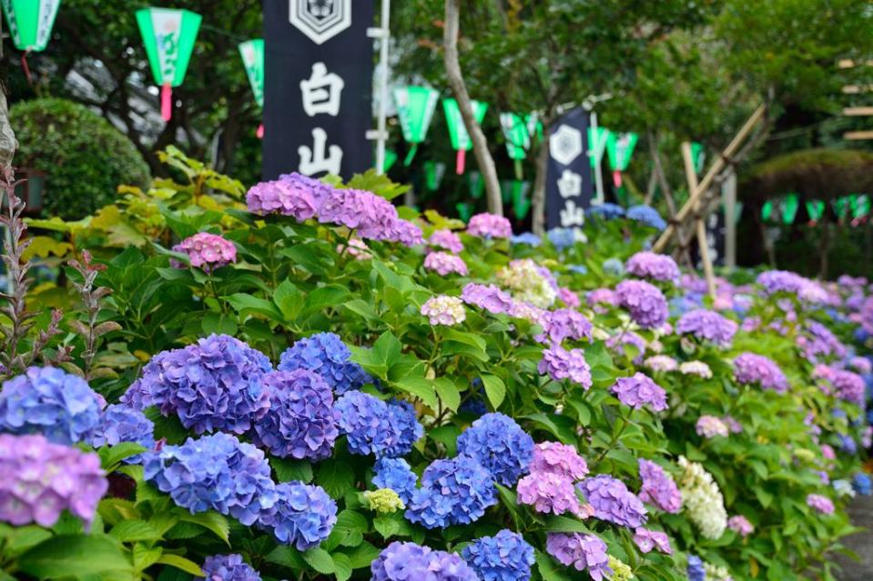 你的名字 白山神社 繡球花