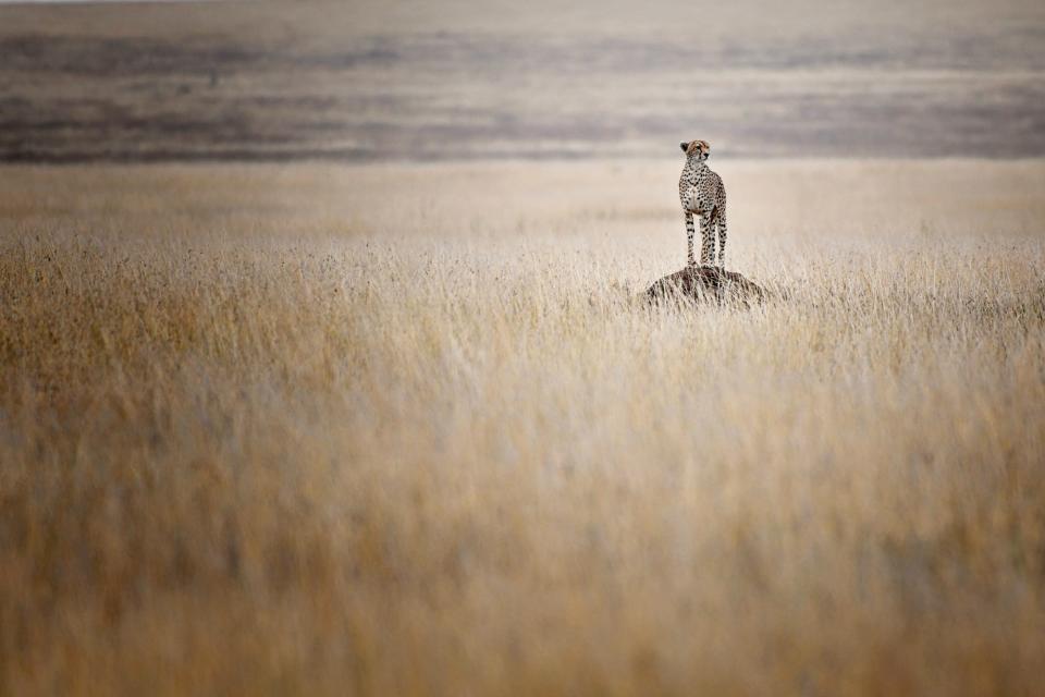 'Cheetah looking for food' by @mohamedtazi (Morocco)