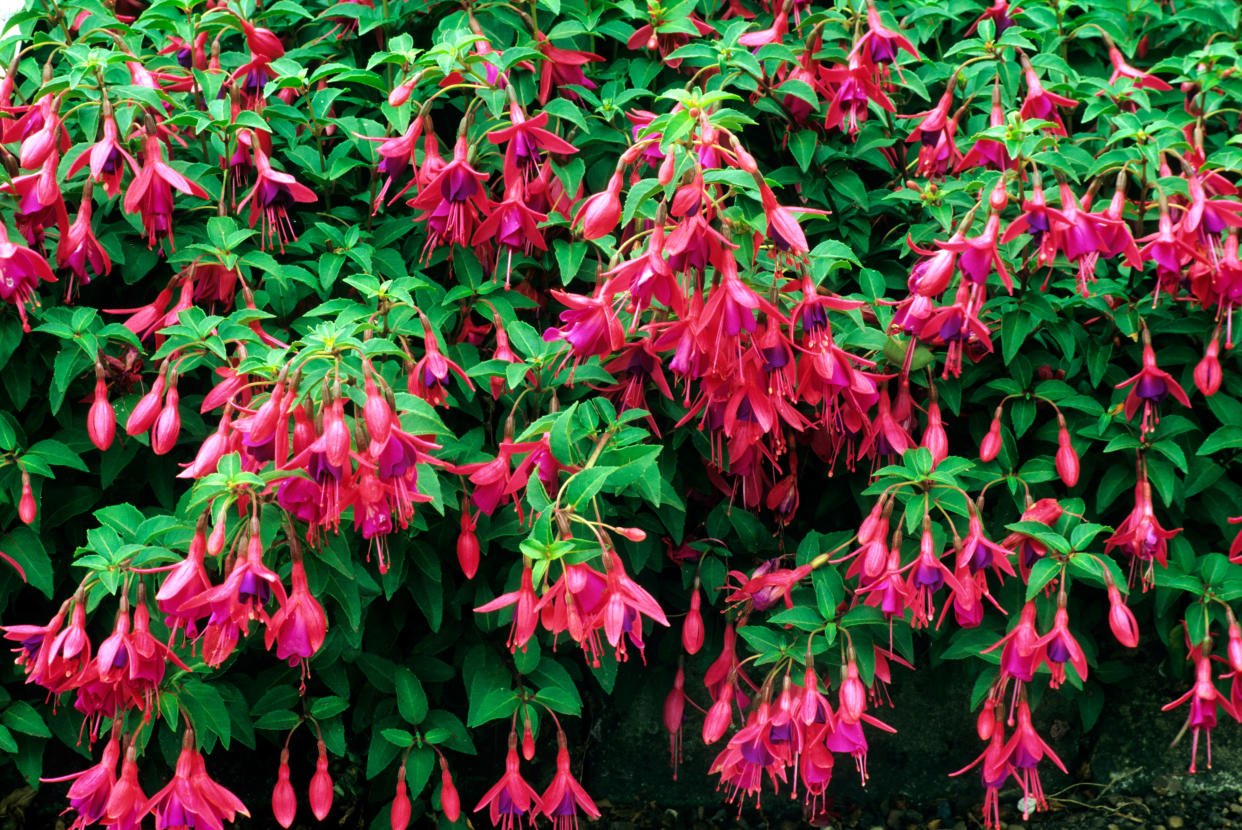 Fuchsias are one of the top 10 plants reported to have suffered damage during the heat wave this summer (Alamy/PA)