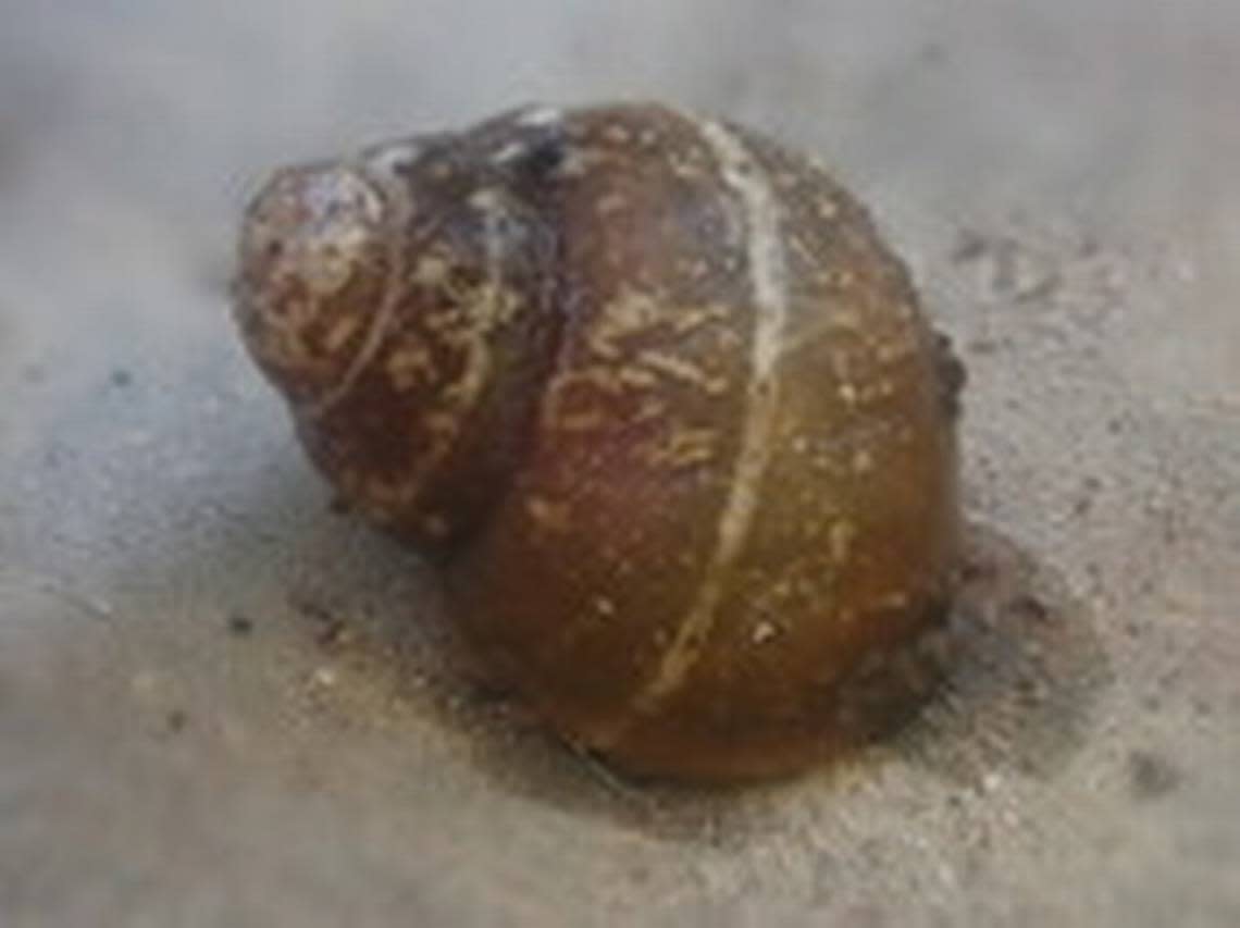 The ashy pebblesnail was once in the lower Snake River, and some small populations remain in the Hanford Reach.