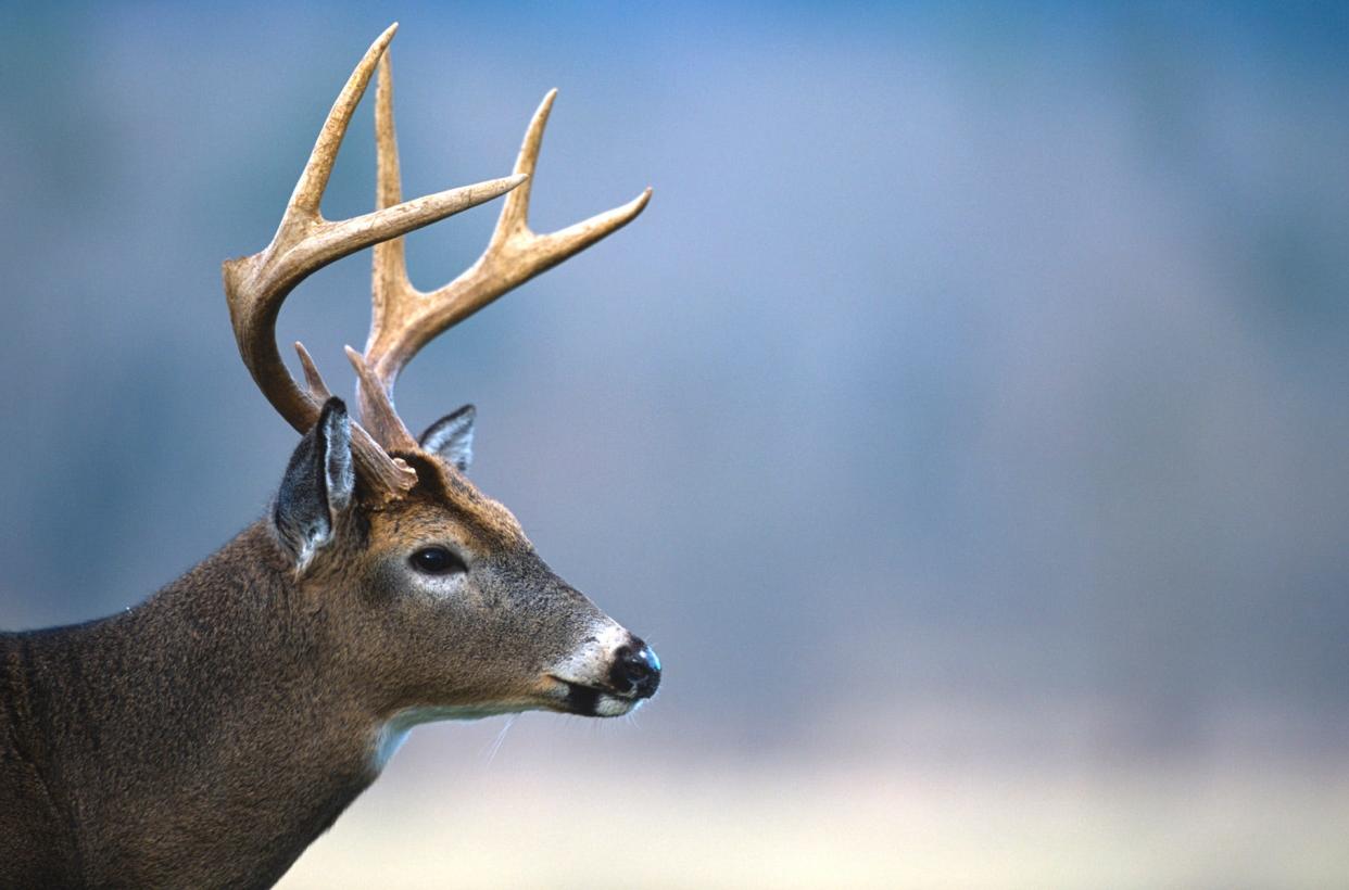 The state of Indiana is considering changes to its deer hunting rules, as public input is welcome until May 20, 2024.