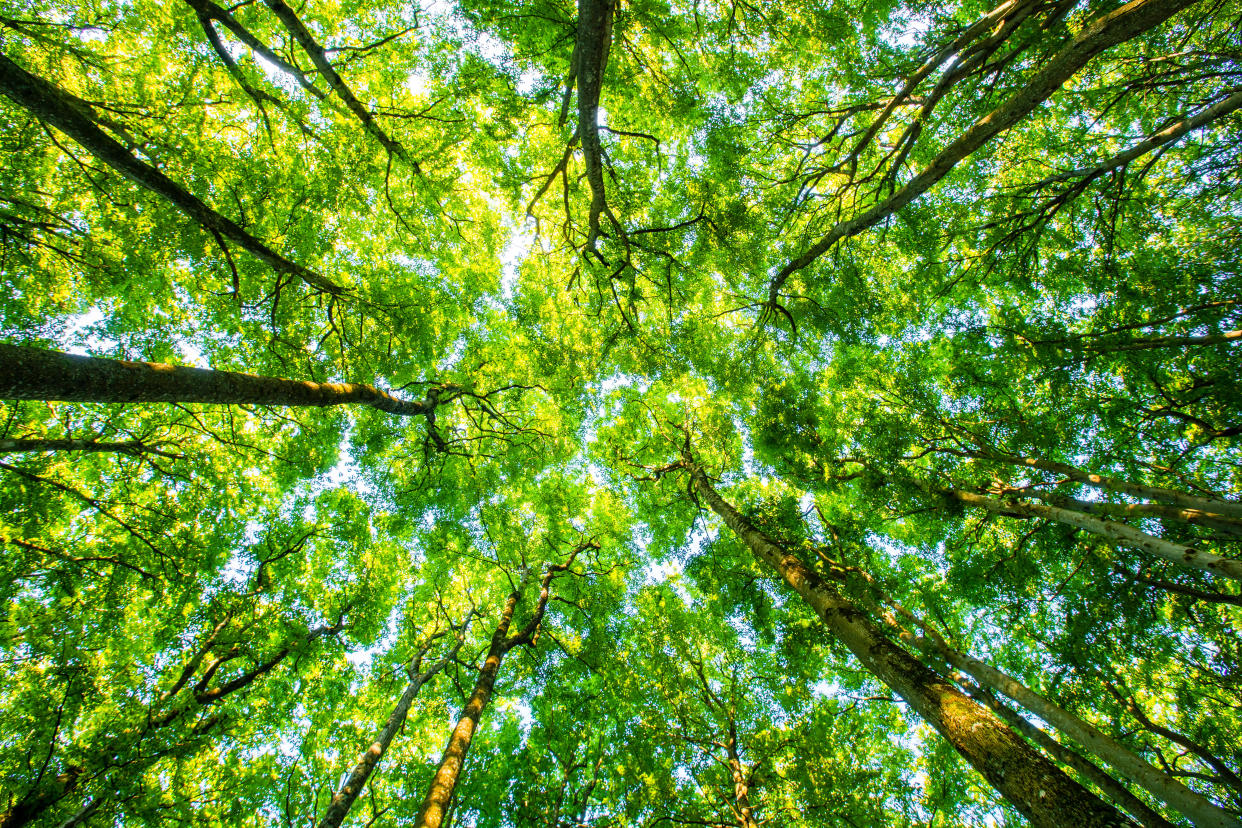 Beech trees seen from the forest floor. This image was taken in a forest named Bøkeskogen in Larvik city, Norway.