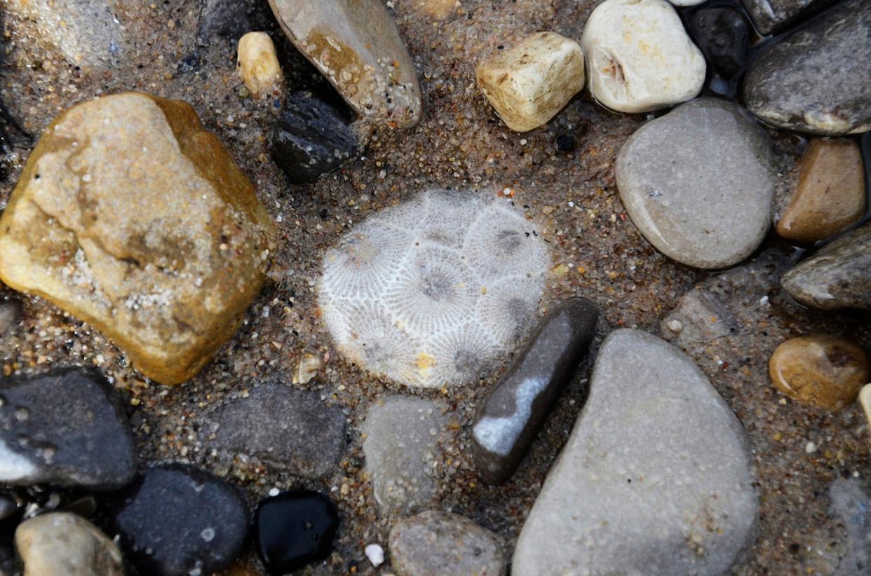 This Petoskey stone was found in Bayfront Park in Petoskey.