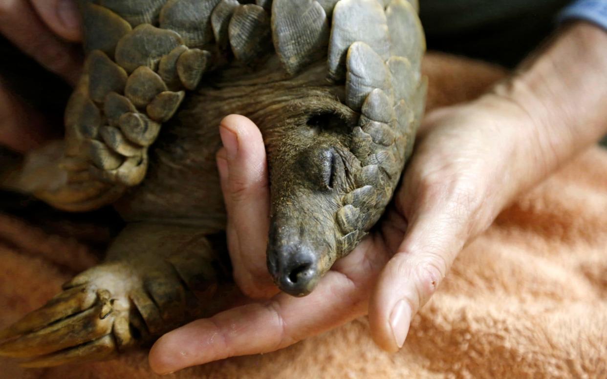 Pangolins are the most trafficked mammals in the world - AP