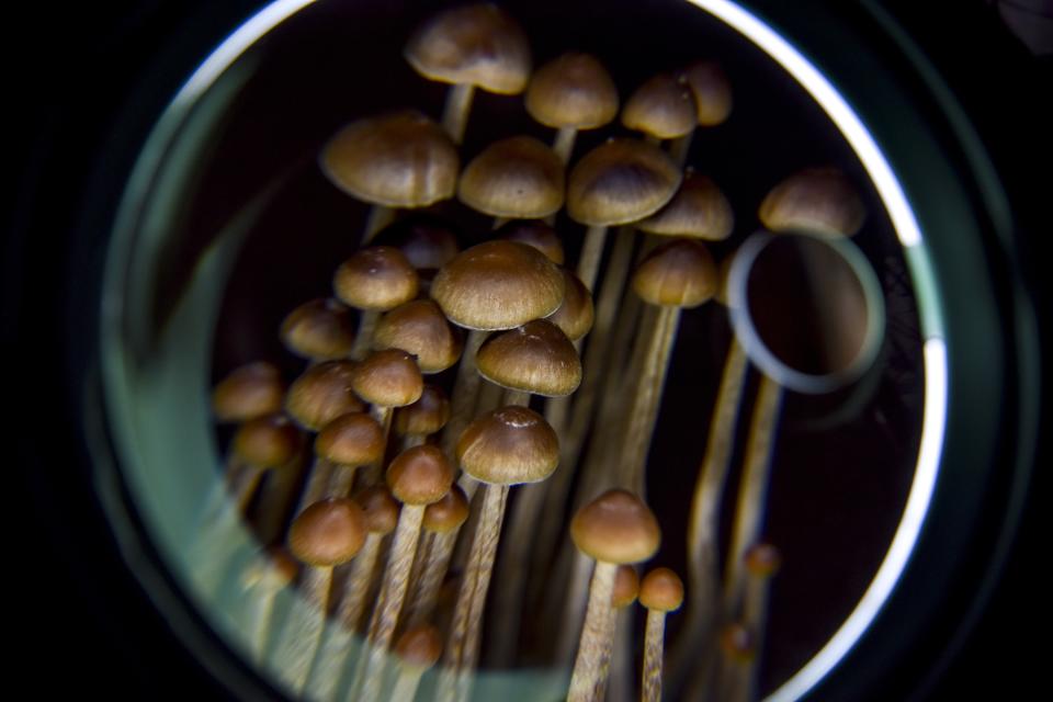  Psilocybin mushrooms.