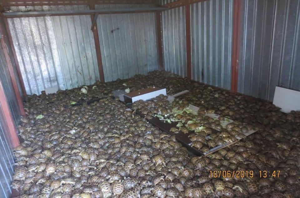 As part of Operation Thunderball in Russia, authorities seized 4,100 Horfield's tortoises in a container in transit from Kazakhstan. (Photo: Interpol)