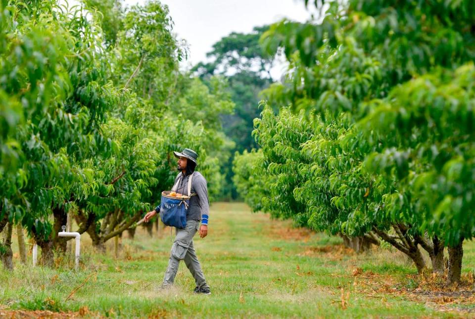 A Dickey Farms worker walks through a peach orchard in Byron while picking the fruit.