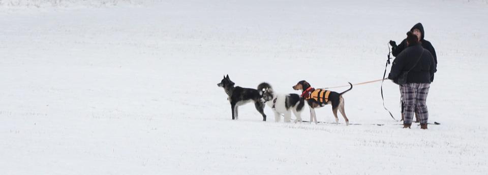 Chase Farm is a favorite location for dog walking year-round, as it was after a snowstorm in January 2021.