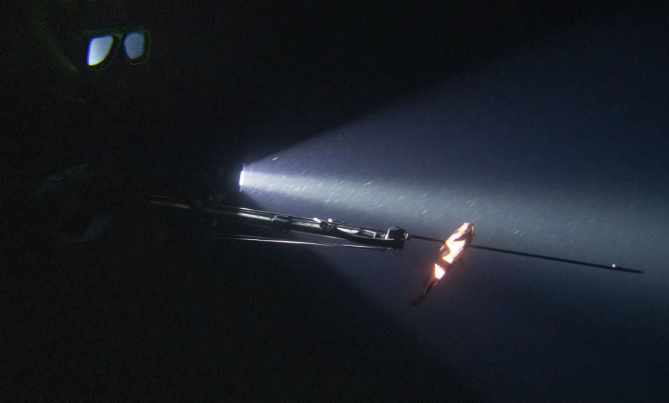 Nicholas Bingham catches a fish using a speargun while spearfishing at night, which is banned, in Stewart Town, Jamaica, Friday, Feb. 15, 2019. Using only handheld waterproof flashlights under a moonlit sky as they skirt the boundary of the Boscobel Fish Sanctuary, Bingham swims over the reef and seagrass meadows, diving down to shoot lobsters and fish along the way. The eerie silence beneath the surface is punctured only by a clanking sound as their spears make an impact. (AP Photo/David Goldman)