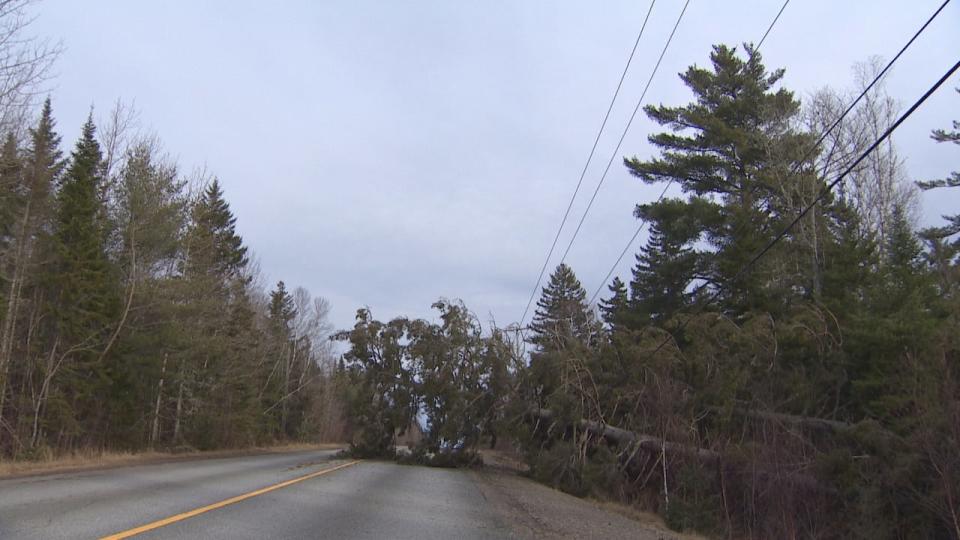 There were still many downed trees on power lines in the Harvey area on Wednesday.