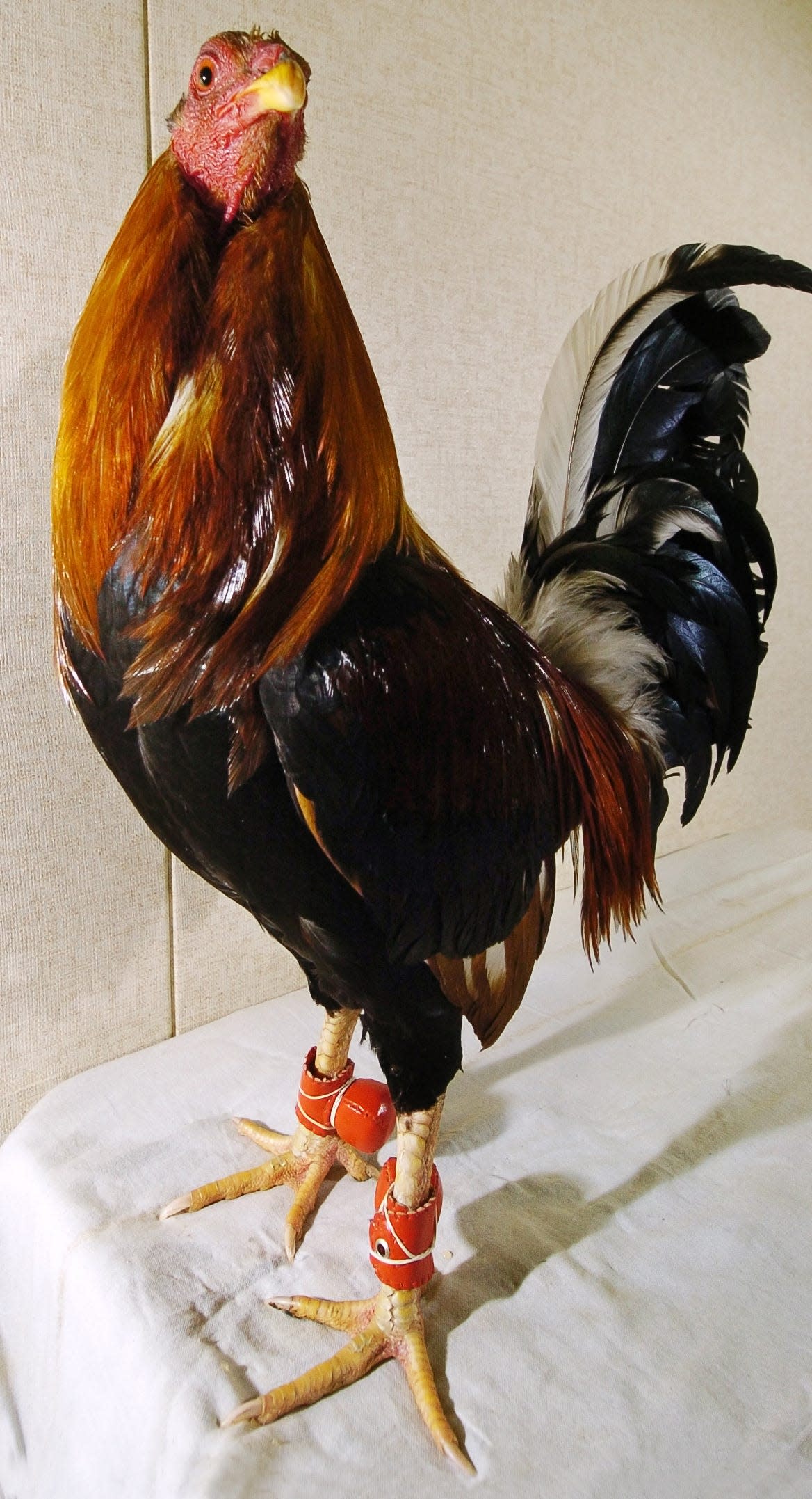 This file photo depicts a Yellow Leg Hatch gamecock wearing muffs, also called boxing gloves.