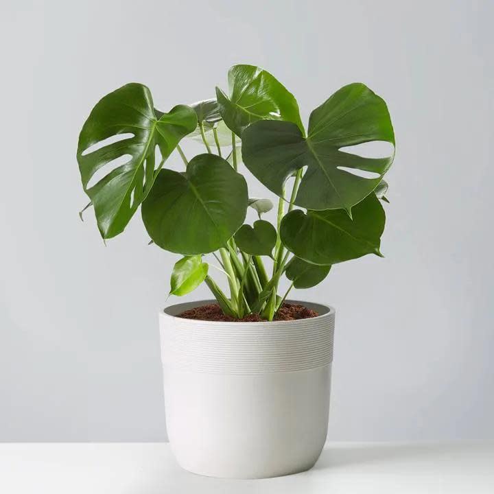 <p><a href="https://go.redirectingat.com?id=74968X1596630&url=https%3A%2F%2Fwww.plants.com%2Fp%2Fmonstera-deliciosa-floor-plant-157711&sref=https%3A%2F%2Fwww.prevention.com%2Flife%2Fg39081215%2Flow-light-indoor-plants%2F" rel="nofollow noopener" target="_blank" data-ylk="slk:Shop Now;elm:context_link;itc:0;sec:content-canvas" class="link rapid-noclick-resp">Shop Now</a></p><p>Monstera Deliciosa </p><p>plants.com</p><p>$129.99</p><span class="copyright">plants.com</span>