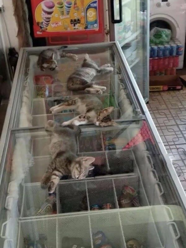 ▲原PO分享雜貨店老闆暖心舉動，不僅讓4隻小貓到店裡避暑，還讓牠們躺在冰櫃上睡得好香甜。（圖／Reddit帳號Swerwin）