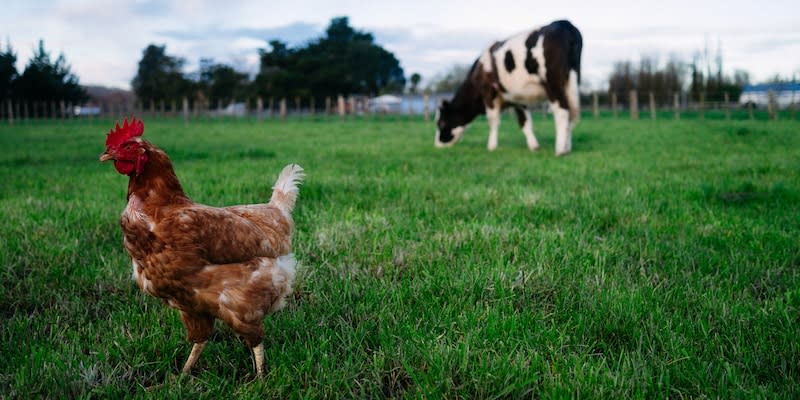 Immer mehr Rinder infizieren sich in den USA mit Vogelgrippe<span class="copyright">Getty Images</span>