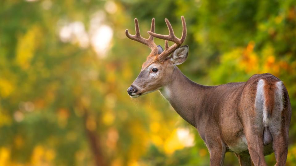 young whitetail buck