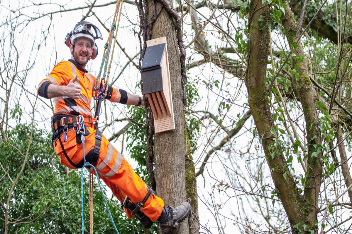 Network Rail ecologist Sam Jones puts a bird box up a tree near Denham <i>(Image: Network Rail)</i>