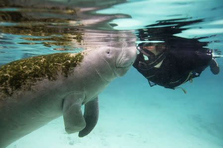 A Florida manatee interacts with River Ventures' Captain Mike Birns in the Three Sisters Springs in Crystal River, Florida January 15, 2015. REUTERS/Scott Audette