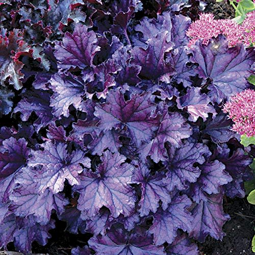 Forever Purple Coral Bells - Heuchera - Shade Perennial - 4