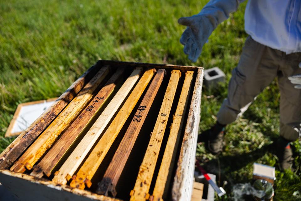 Deseret News features writer Collin Leonard’s beehive is seen in Park City on June 21, 2023. | Ryan Sun, Deseret News