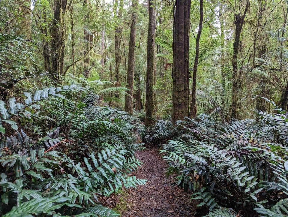 A hiking path through the ferns in Lake Chisholm Forest Reserve in Tasmania, Australia.