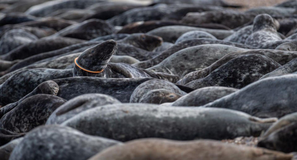 Volunteers are encouraging people to take home 'flying rings' that they suspect is what is strangling seals. Source: AAP