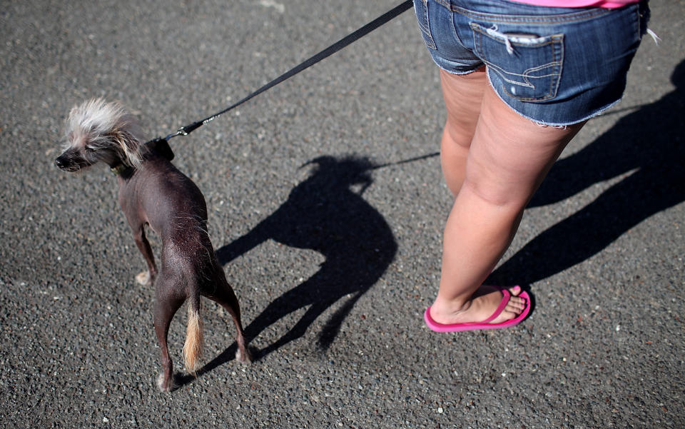 Canines Compete In World's Ugliest Dog Contest