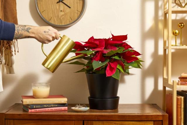 Here's the #1 Reason Not to Trash Your Poinsettia After Christmas