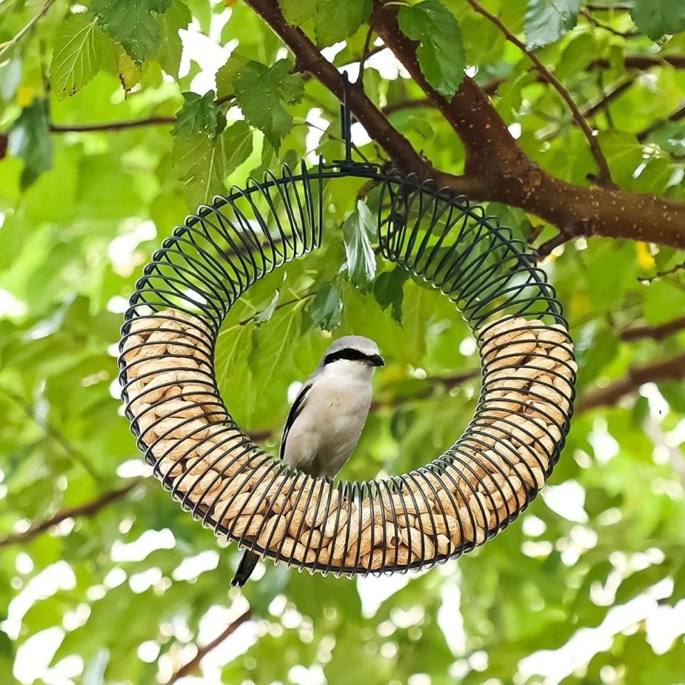 Peanut bird feeder with a grey shrike perched on it